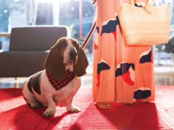 Close-up of a guest holding a Basset Hound Dog at Fiesta Inn