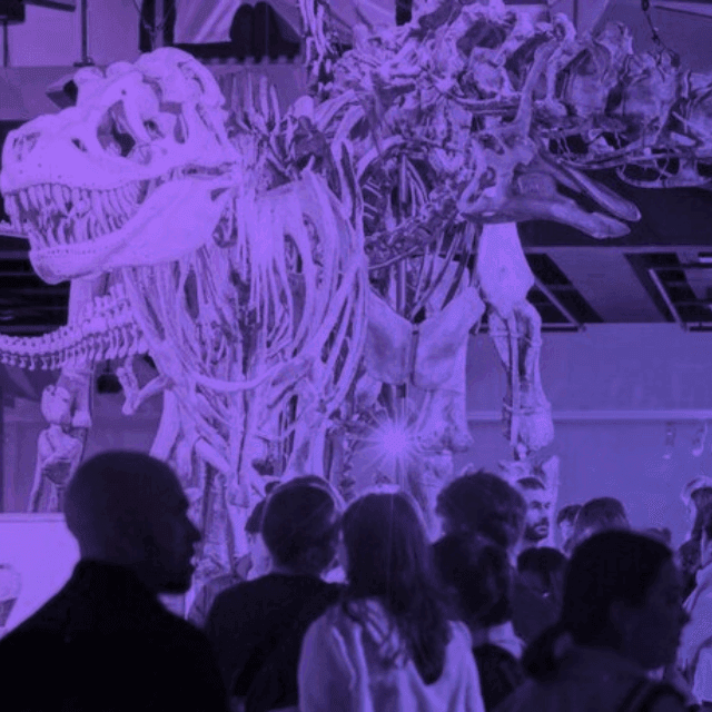 T-Rex skeleton at the Melbourne Museum
