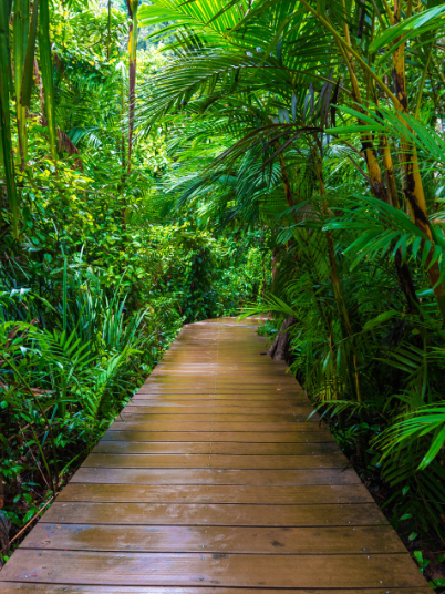 Boardwalk in the tropical rain forest near The Pearl Hotel