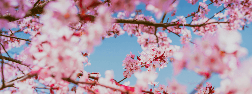 Cherry blossoms in full bloom under a blue sky near Novotel Sydney International Airport