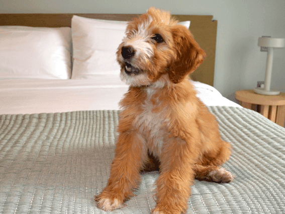 A young puppy resting peacefully on a cozy bed