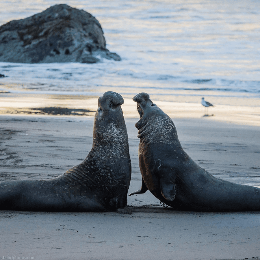 Sea Otter Inn — photo 36 of 60