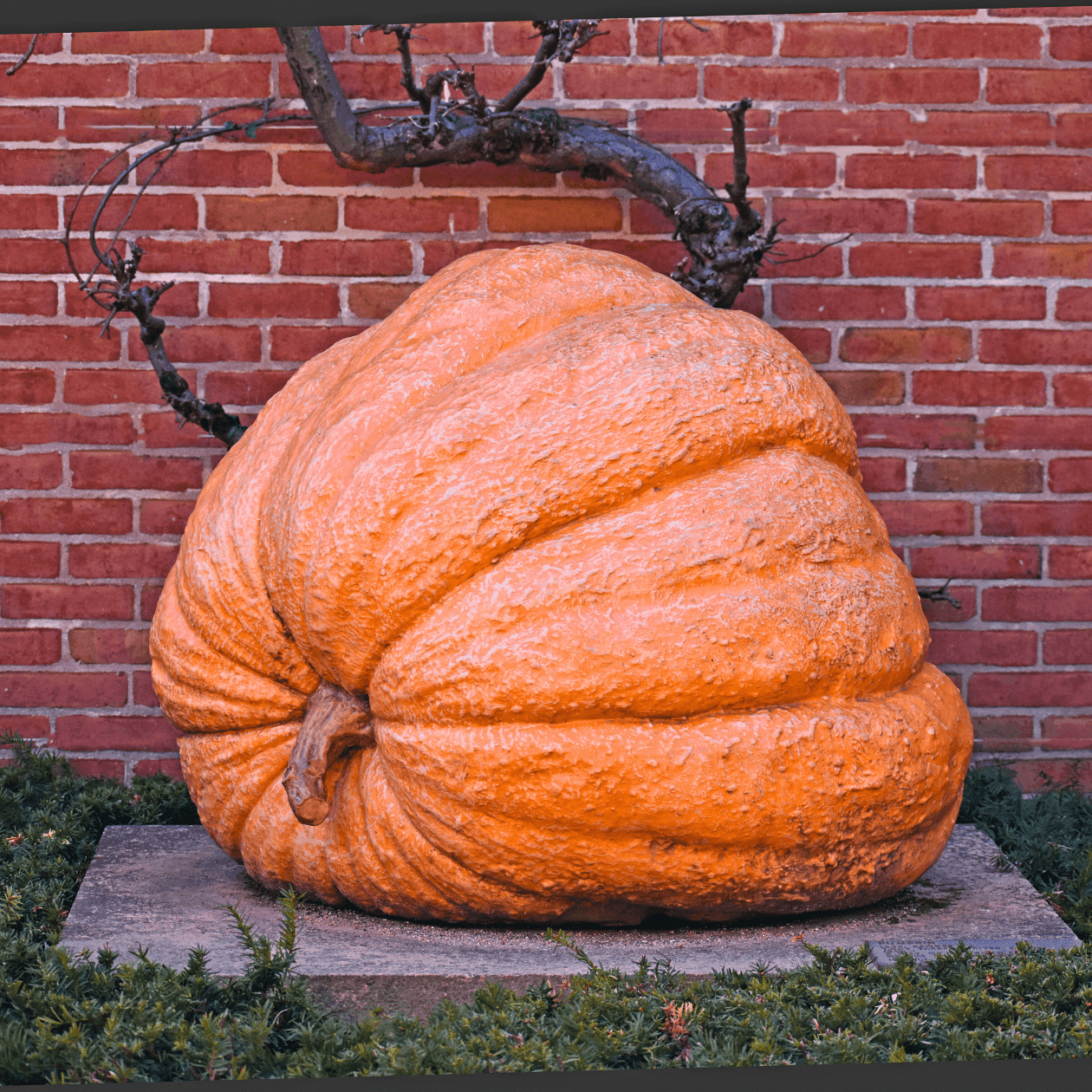 Large bumpy orange pumpkin on a stone pedestal by a red brick wall near Grand Summit Hotel at Attitash