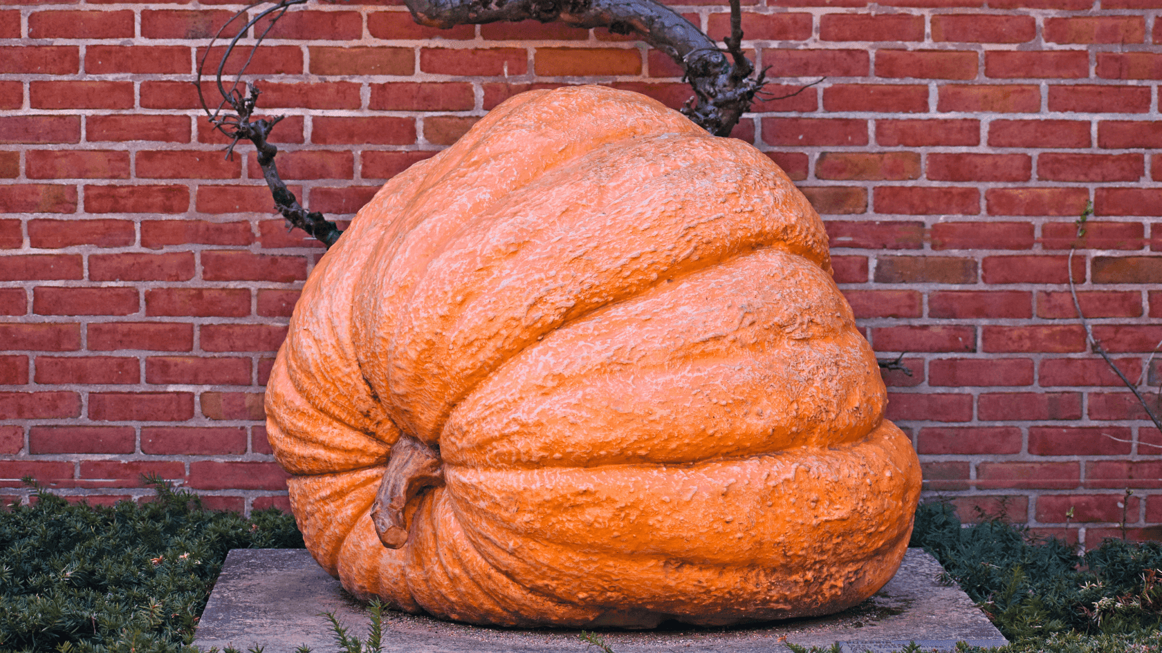 Large bumpy orange pumpkin on a stone pedestal by a red brick wall near Grand Summit Hotel at Attitash