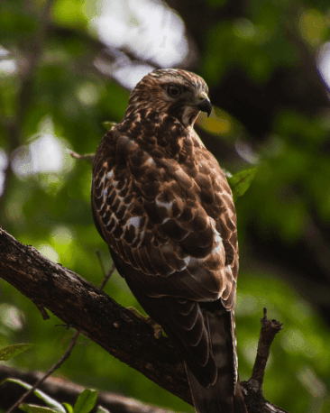 Red-shouldered hawk perched on a tree branch in the forest at Morgan's Rock Reserve & Ecolodge, Nicaragua