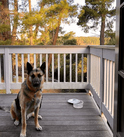 Dog enjoying private patio
