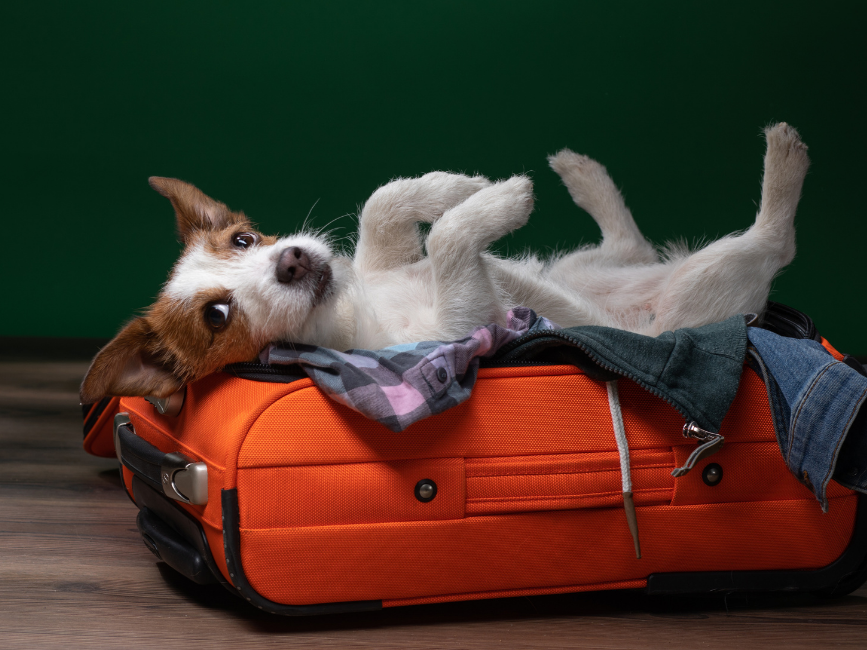Close-up of a puppy resting on an open luggage at Wolfeboro Inn