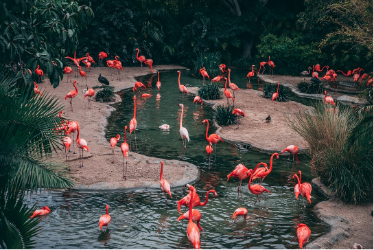 Immerse yourself in the wild and magical world of Calgary Zoo!