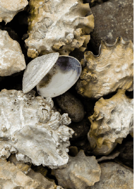 Close-up of oysters at Alderbrook Resort & Spa