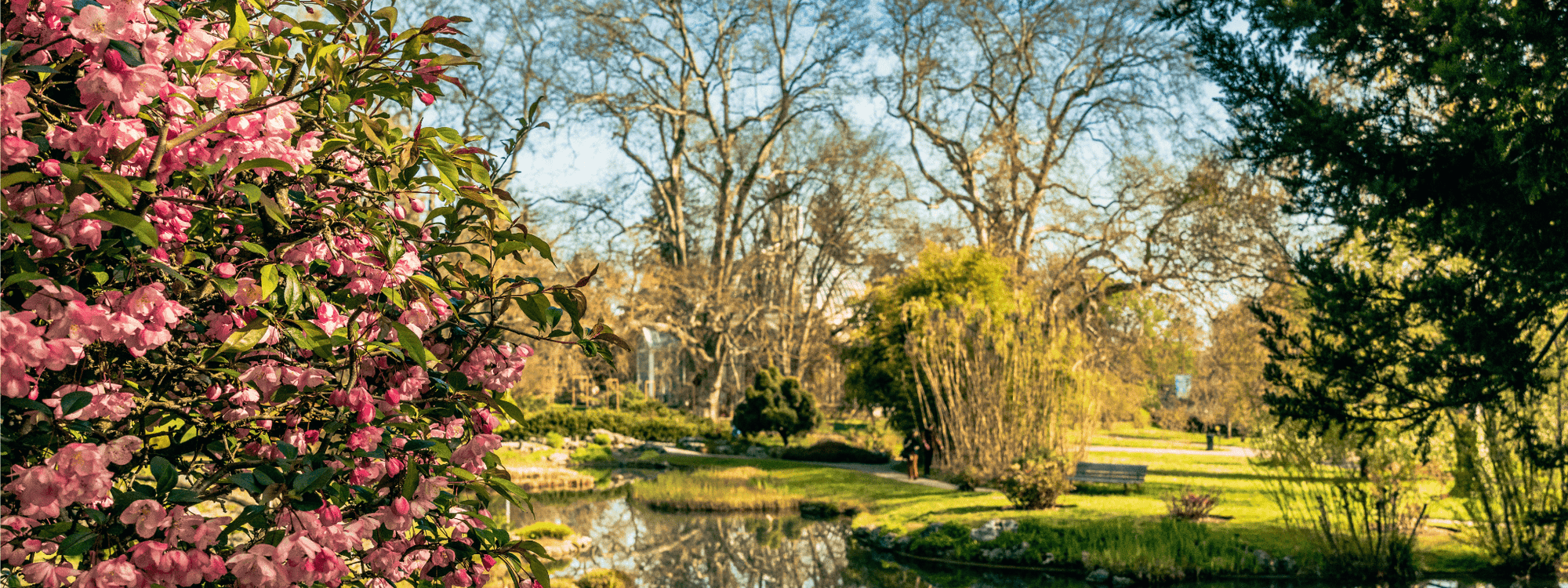 Pink flowering bush near a pond at Jardin Botanique Geneva.
