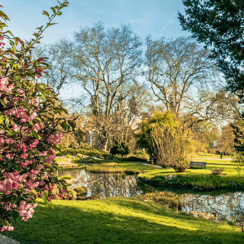 Pink flowering bush near a pond at Jardin Botanique Geneva.