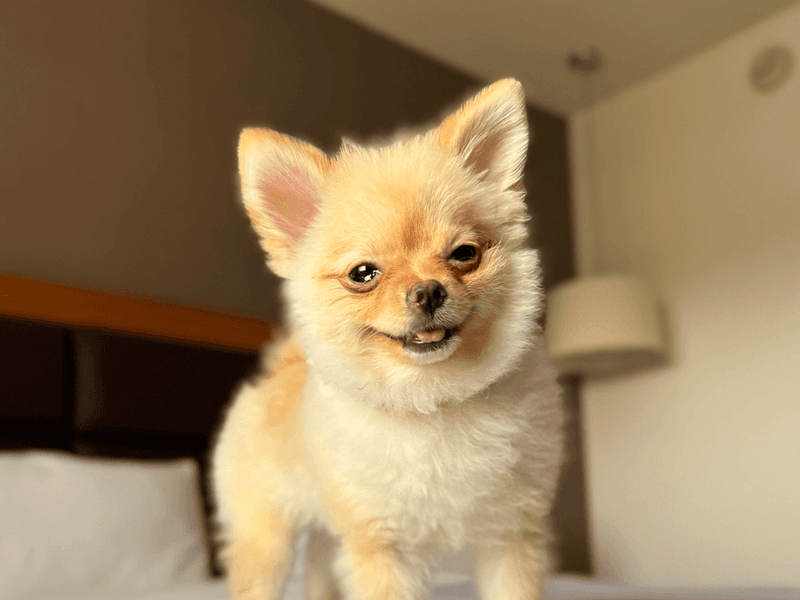 Fluffy Pomeranian smiling on a bed in a warmly lit room at Fiesta Americana Travelty
