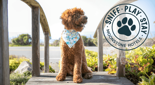 A brown dog with a blue bandana sits on a wooden deck by a 