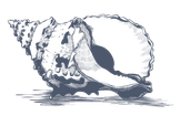 Detailed drawing of a seashell with water waves on a black background at Warwick Fiji Resort and Spa
