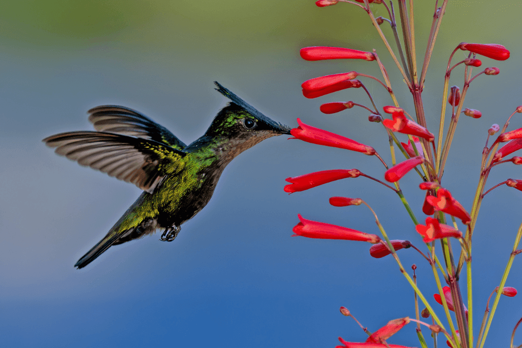 Wildlife on Statia Trails