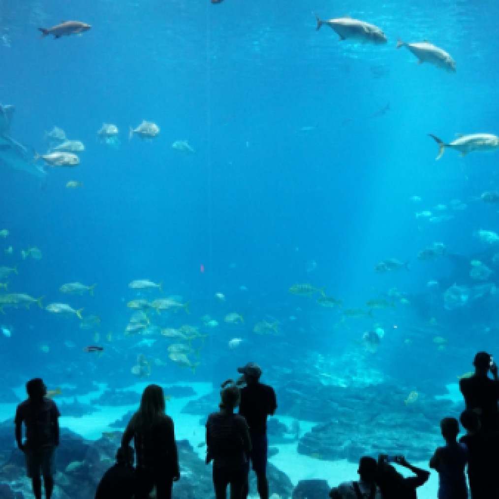 People looking at fish in the Aquarium near La Galerie Hotel