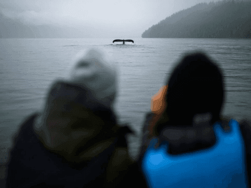 2 people back facing whale watching