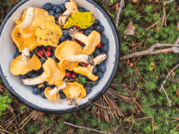 Forest & Field: A Chef’s Foraged Dinner