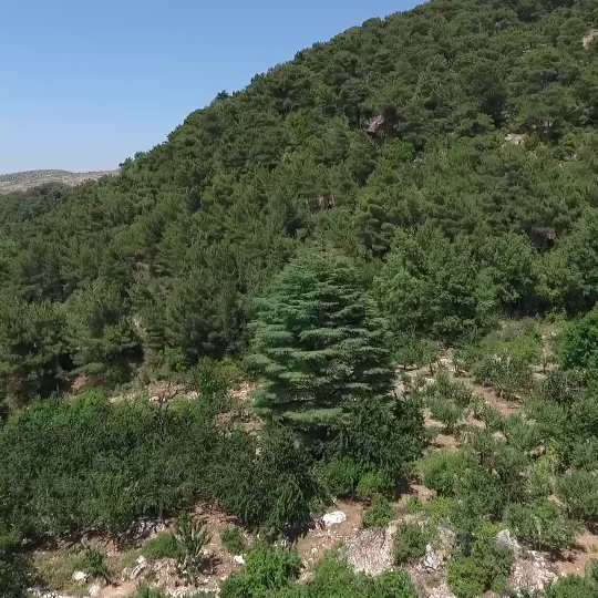 Horsh Ehden Nature Reserve - WARWICK CORPORATE
