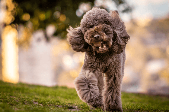 Closeup of a dog running at Richmond Hill Hotel