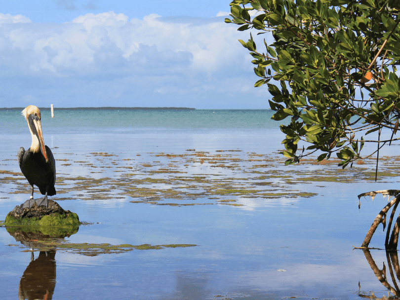 A pelican bird sunbathing in Everglades National Park near Bayside Inn Key Largo