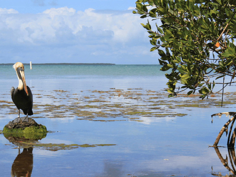 everglades-national-park-key-largo-activities-bayside-inn-key-largo
