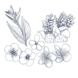 Line art illustration of tropical flowers and leaves including hibiscus and frangipani at The Naviti Resort Fiji Coral Coast