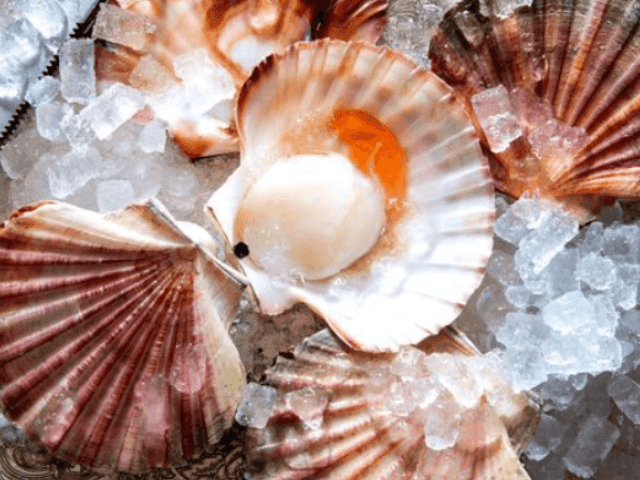 Oysters served on ice in Gimlet at Cavendish House near Brady Hotels Jones Lane