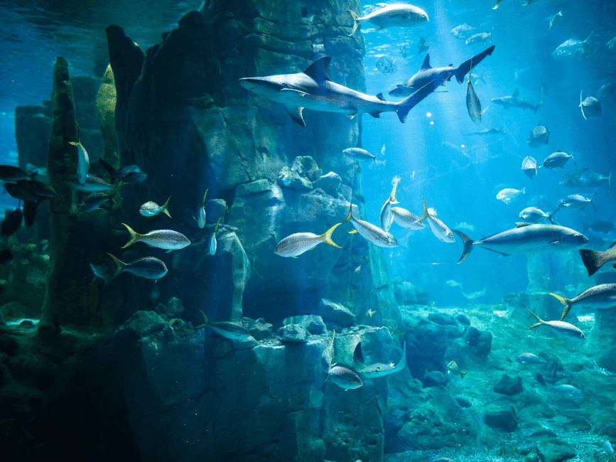 Diverse fish and sharks swimming in the aquarium.