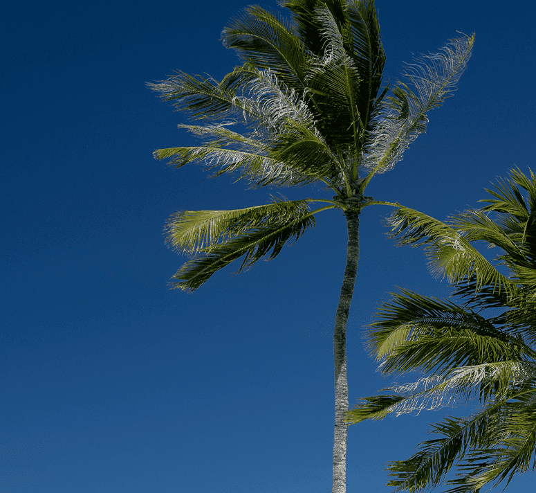 Close-up of tall coconut trees waving in the strong breeze at Ifuru Island Maldives