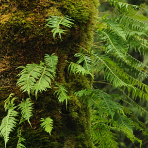 Close-up of Licorice fern grown at Alderbrook Resort