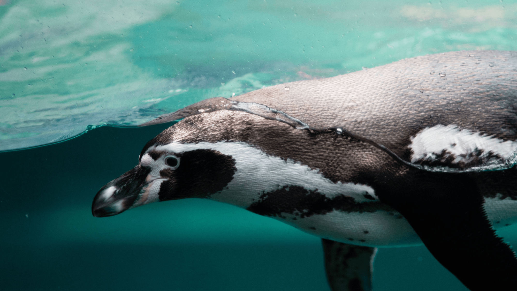 Penguin in water in La Palmyre Zoo near Originals Hotels