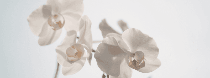 Close-up of Phalaenopsis aphrodite at Pullman Magenta Shores