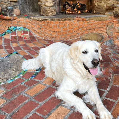 Dog enjoying the outdoor patio