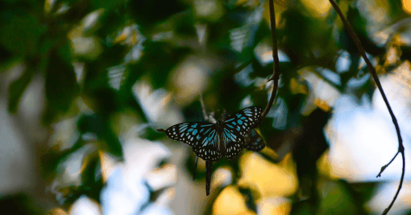Blue and black butterfly perched on a branch with blurred green leaves in the background.