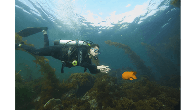 Underwater view of a man scuba diving underwater near Catalina Island Company