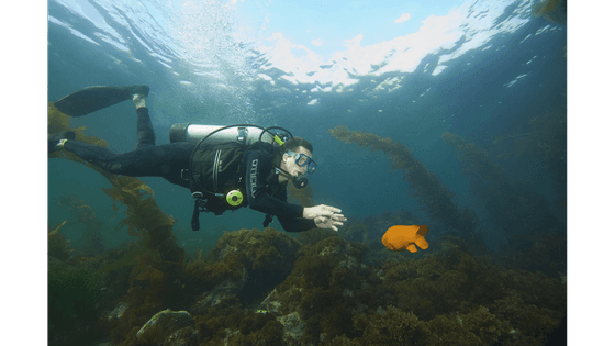 Underwater view of a man scuba diving underwater near Catalina Island Company