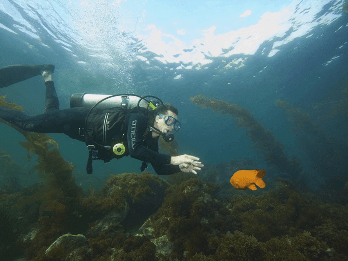 Underwater view of a man scuba diving underwater near Catalina Island Company