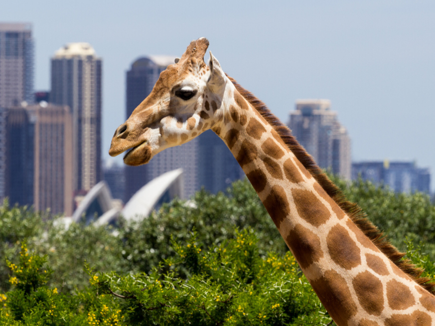 A giraffe at Taronga Zoo near Amora Hotel