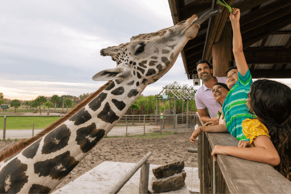 The neck and head of a giraffe reaches for a piece of lettuce held high by a boy surrounded by family standing on a wooden covered platform.