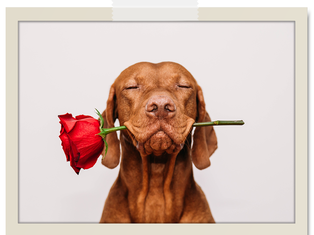 Bristol Boutique Hotel Campbell -  Cute dog with eyes close presenting red rose in mouth for Valentines Day