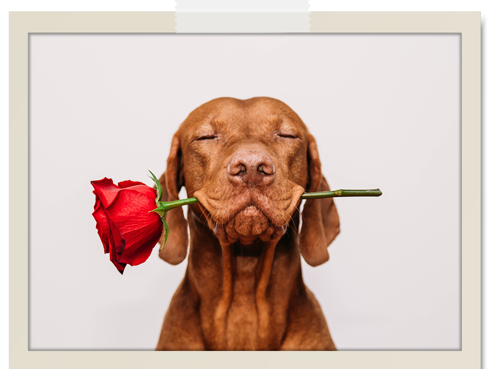 Bristol Boutique Hotel Campbell - Cute dog with eyes close presenting red rose in mouth for Valentines Day