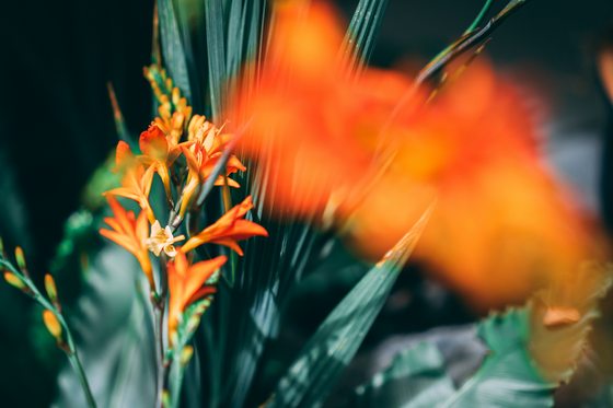 orange flowers