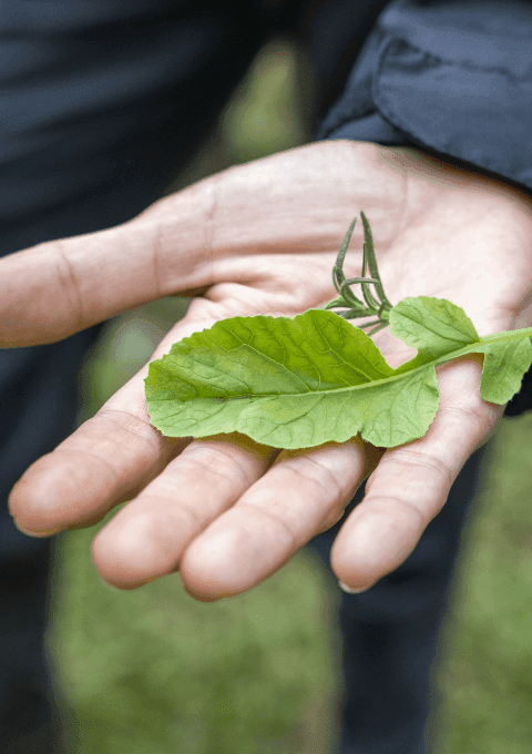 Close-up of leaves in organic farm at Playa Cativo Lodge