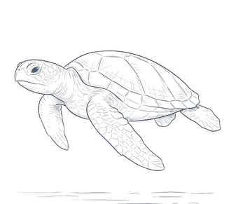Detailed sketch of a sea turtle swimming against a dark background from Naviti Resort Fiji Coral Coast