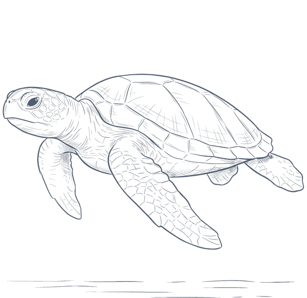Sea turtle swimming in dark water with detailed shell and flippers at Warwick Le Lagon Vanuatu Port Vila