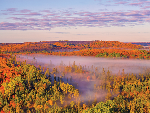 Mist over a forest during autumn near Bluefin Bay