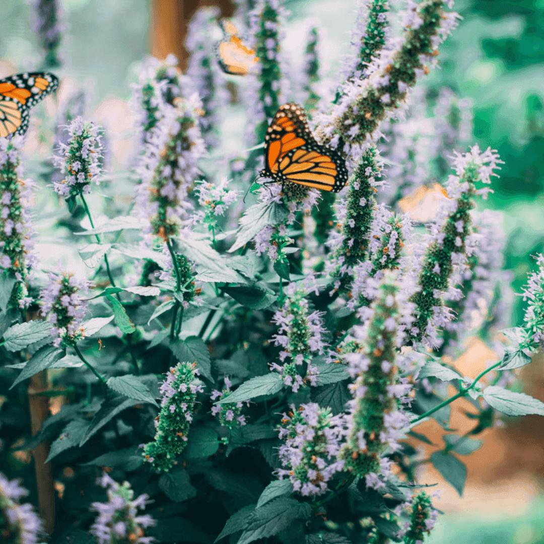 A close up of butterflies pollinating on some lavender flowers