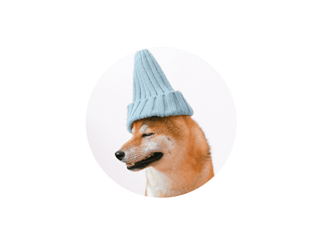Small dog with a light blue beanie on its head