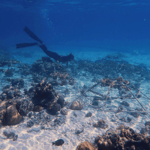 A snorkeler explores vibrant corals and marine life beneath the surface of clear blue tropical waters at Grand Park Kodhipparu Maldives